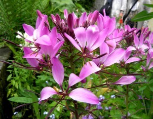 10.06.08-0308  オンフルール　ランチ8.jpg