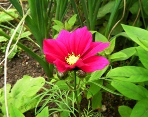 10.06.08-0310  オンフルール　ランチ10.jpg