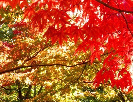 10.11.09-002 日本庭園　清池軒2.jpg