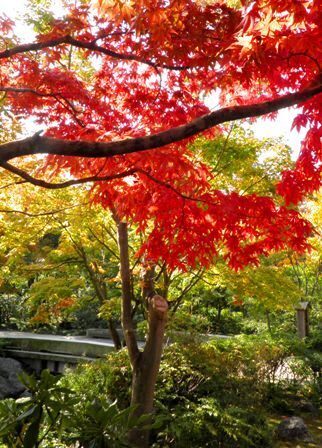 10.11.09-006 日本庭園　清池軒6.jpg