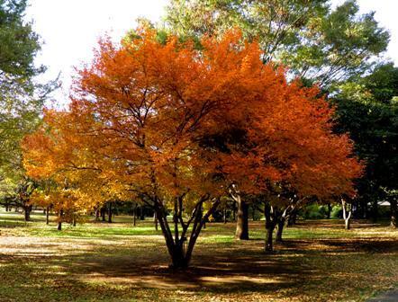 10.11.09-201 ヤマコウバシ.jpg