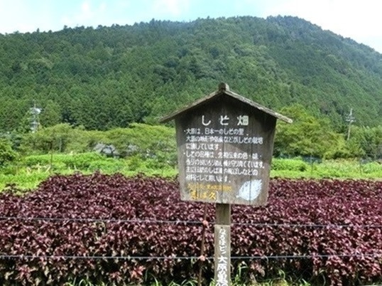 11-117.JPG