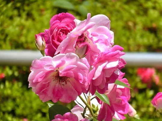 11-119.JPG