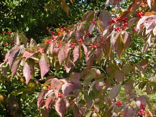 11-153.JPG