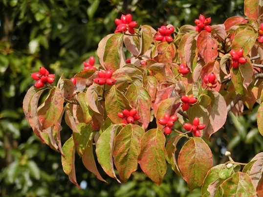 11-154.JPG