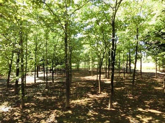 11-174.JPG