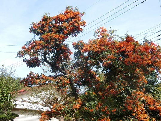 11-181.JPG
