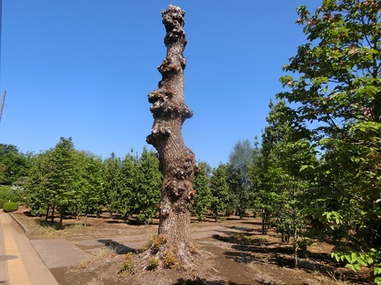 11-181  0428.JPG