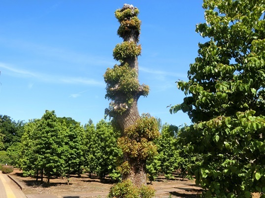 11-183  0518.JPG