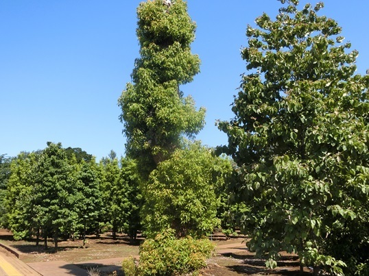 11-185  0605.JPG