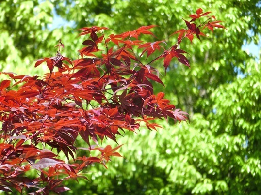 61-117.JPG