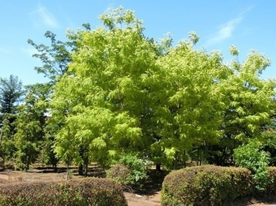 62-111.JPG