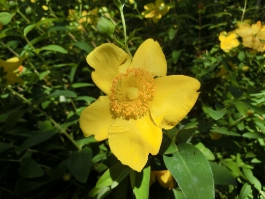 A06-09-21 159 キンシバイ.jpg