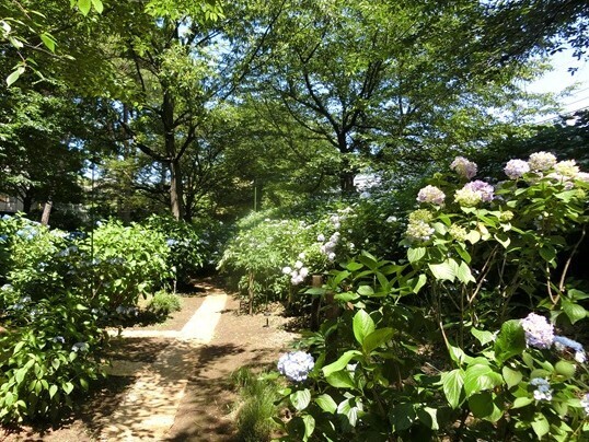 A13  CIMG9811 - コピー.JPG