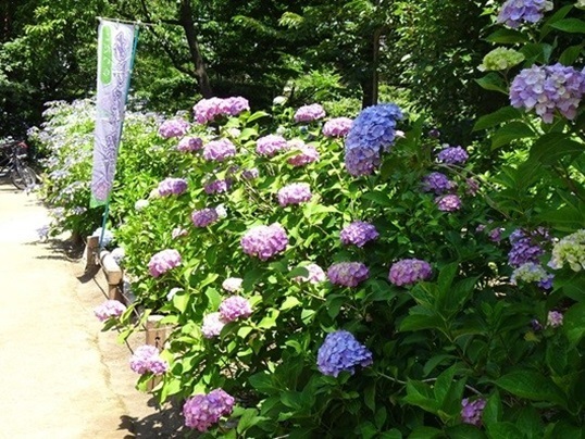 A5  DSC06927 - コピー.JPG
