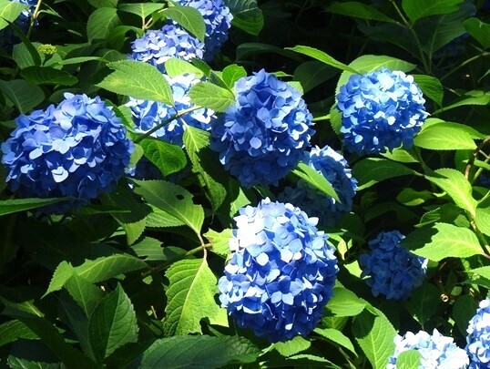 B13  DSC06919 - コピー.JPG