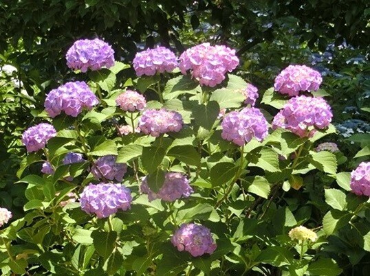 B19  CIMG9851 - コピー.JPG