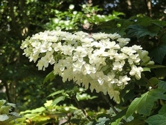 B81.JPG