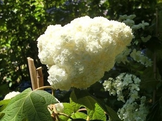 B82.JPG