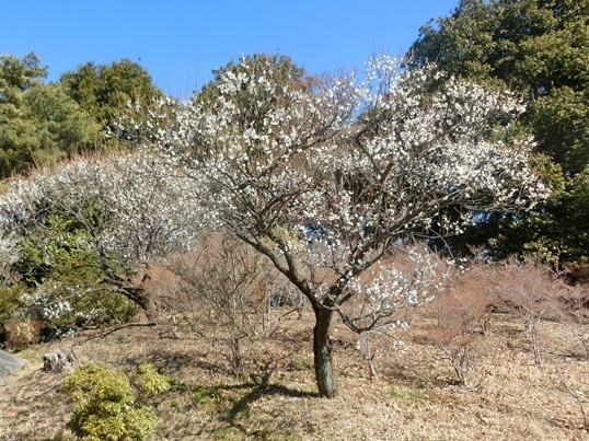 11-148  南高梅.JPG