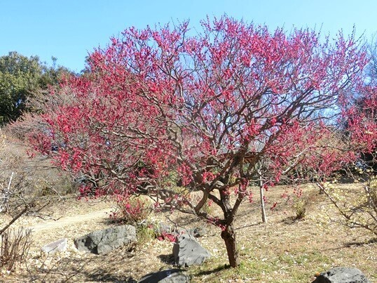 11-161　鹿児島紅.JPG