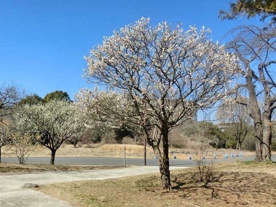 11-171  冬至.JPG